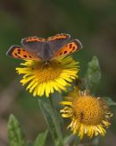 Small_Copper